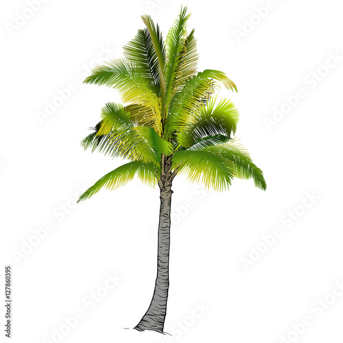 One palm tree.