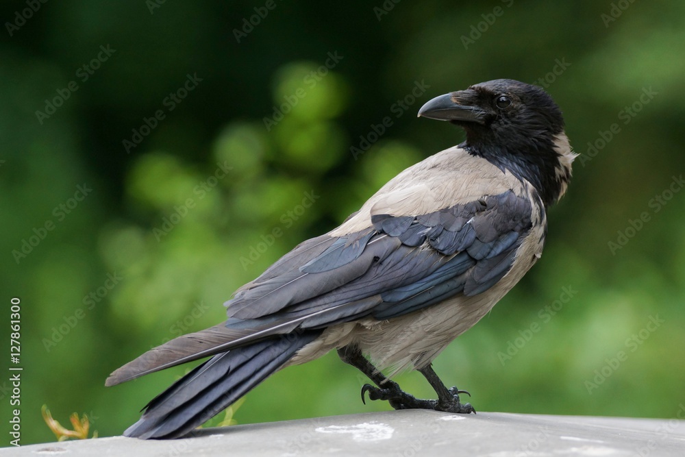 Wrona siwa - Corvus corone - obrazy, fototapety, plakaty 