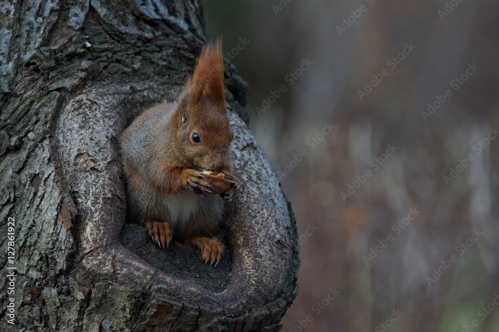 Fototapeta premium Wiewiórka (Sciurus vulgaris) 