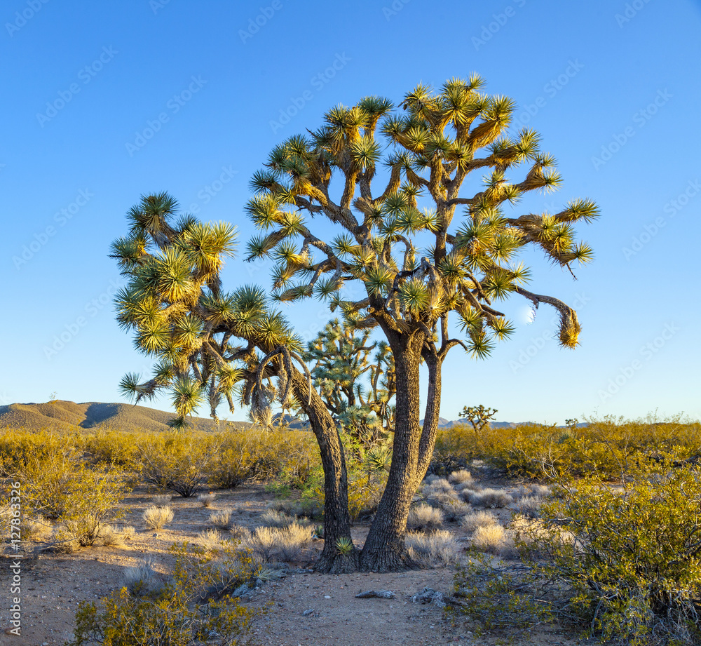 joshua tree in warm bright light joshua tree in warm bright light