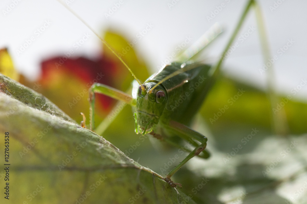 Fork Tailed Bush Katydid (Scudderia furcata) Fork Tailed Bush Katydid (Scudderia furcata)
