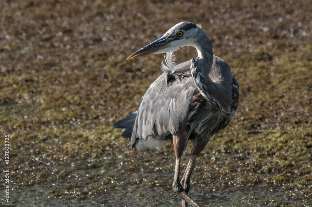Fototapeta premium Great Blue Heron