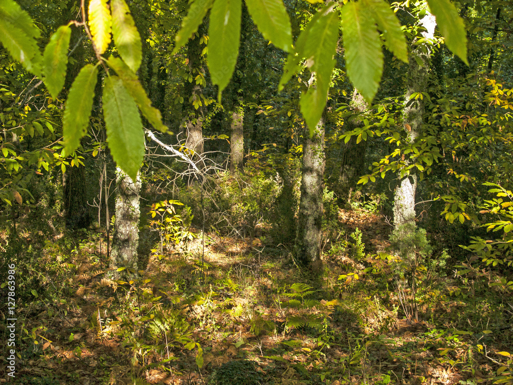 Natural texture of forest on autumn Natural texture of forest on autumn