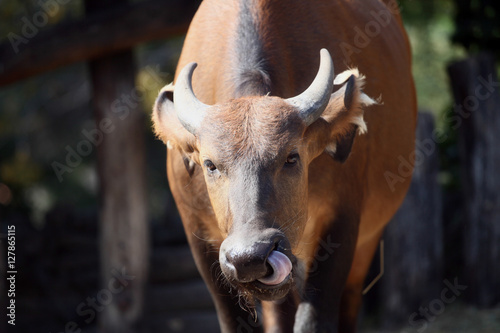 Cape buffalo picking his nose with tongue