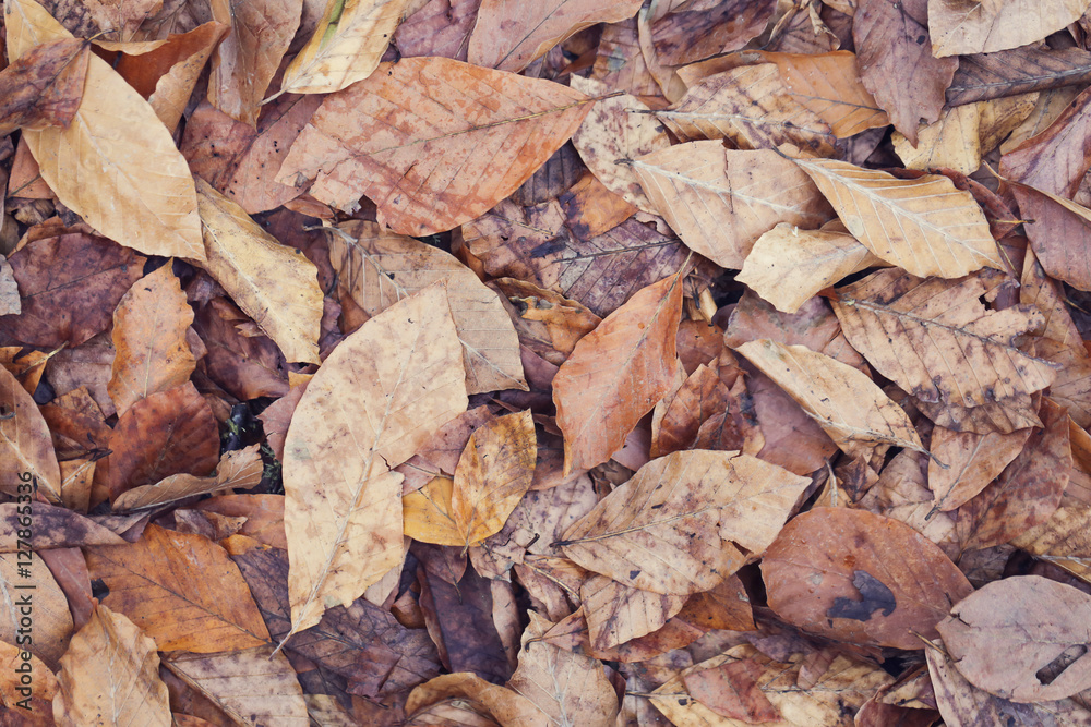 Background group autumn brown leaves. Outdoor. Background group autumn brown leaves. Outdoor.