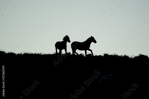 Wild horses on the desert