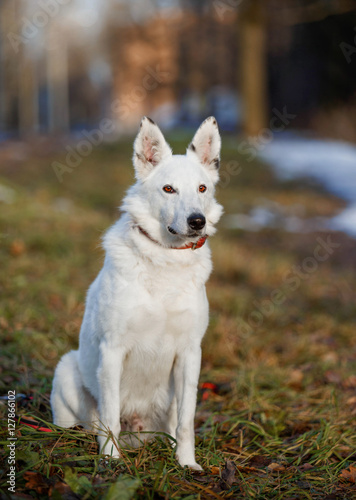 White dog in the forest