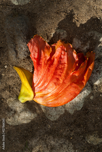  Flower spathodea, Fall on the floor in Guatemala photo