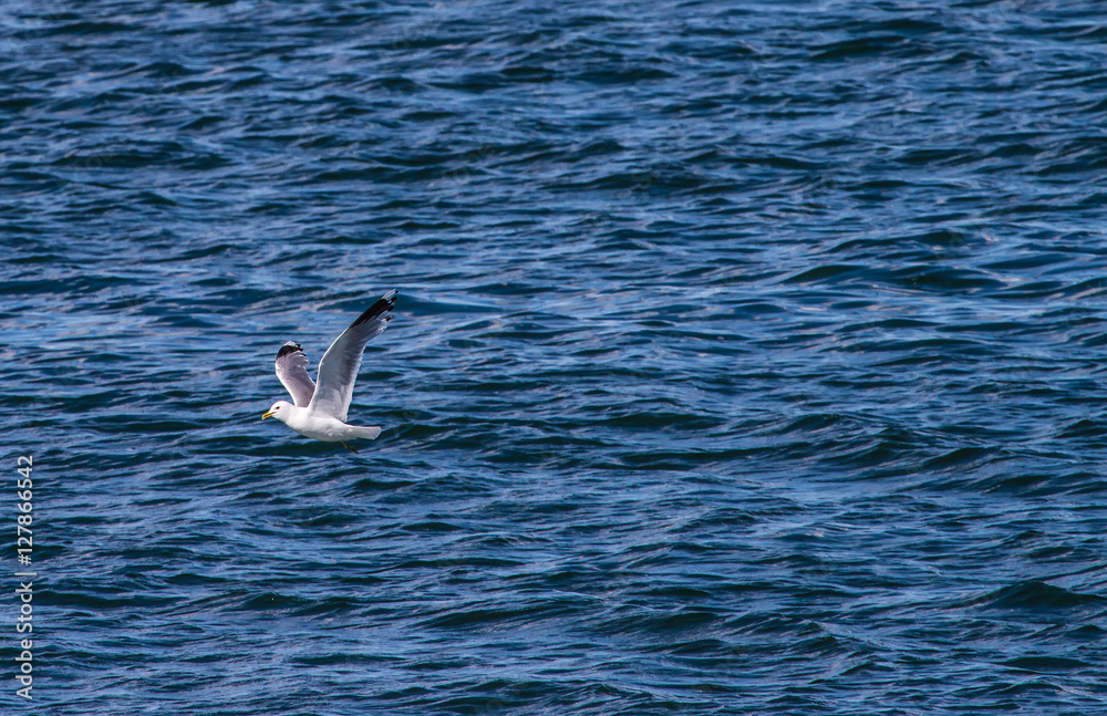 Fototapeta premium Sea-gull