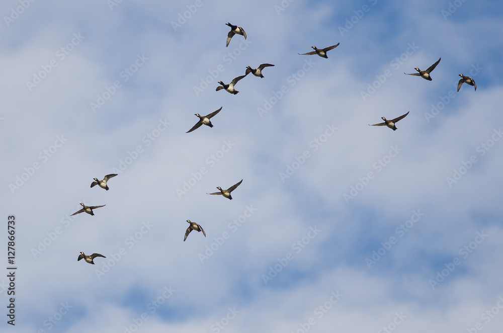 Large Flock of Ring-Necked Ducks Flying in a Blue Sky