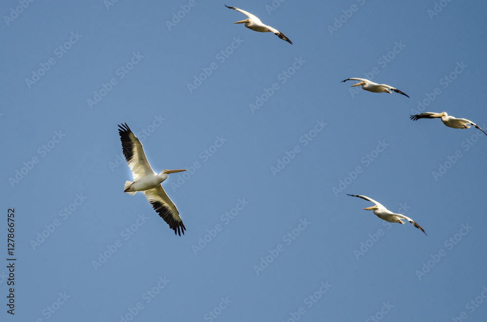 Obraz premium Flock of American White Pelicans Flying in a Blue Sky