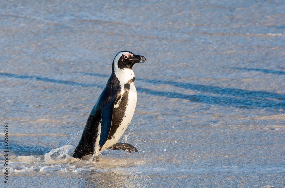 Fototapeta premium African penguins walk out of the ocean on the sandy beach. African penguin ( Spheniscus demersus) also known as the jackass penguin and black-footed penguin. Boulders colony. Cape Town. South Africa