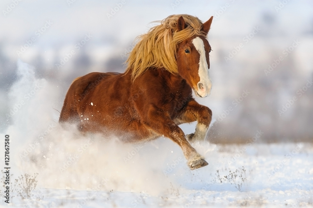 Fototapeta premium Red horse with long blond mane run gallop in winter snow field