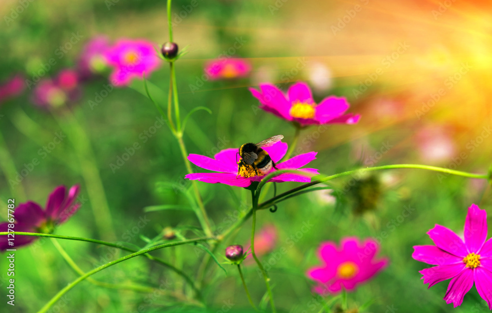 Fototapeta premium insect bumble bee pollinates pink flower at sunset