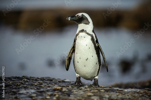 African penguin on the stone in evening twilight. African penguin ( Spheniscus demersus) also known as the jackass penguin and black-footed penguin. Boulders colony. South Africa