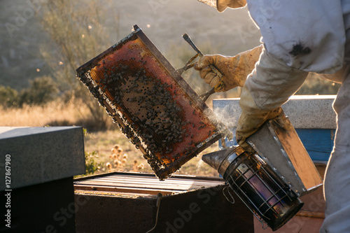 Apicultor trabajando con abejas