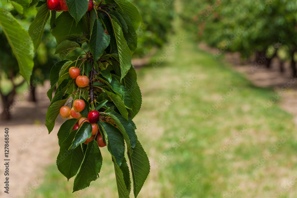 Delicious red cherries hanging on tree branch with rows of cherry tree blurred in the background