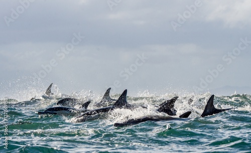 Dolphins, swimming in the ocean
