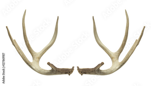 Fotografia, Obraz Deer Antlers
