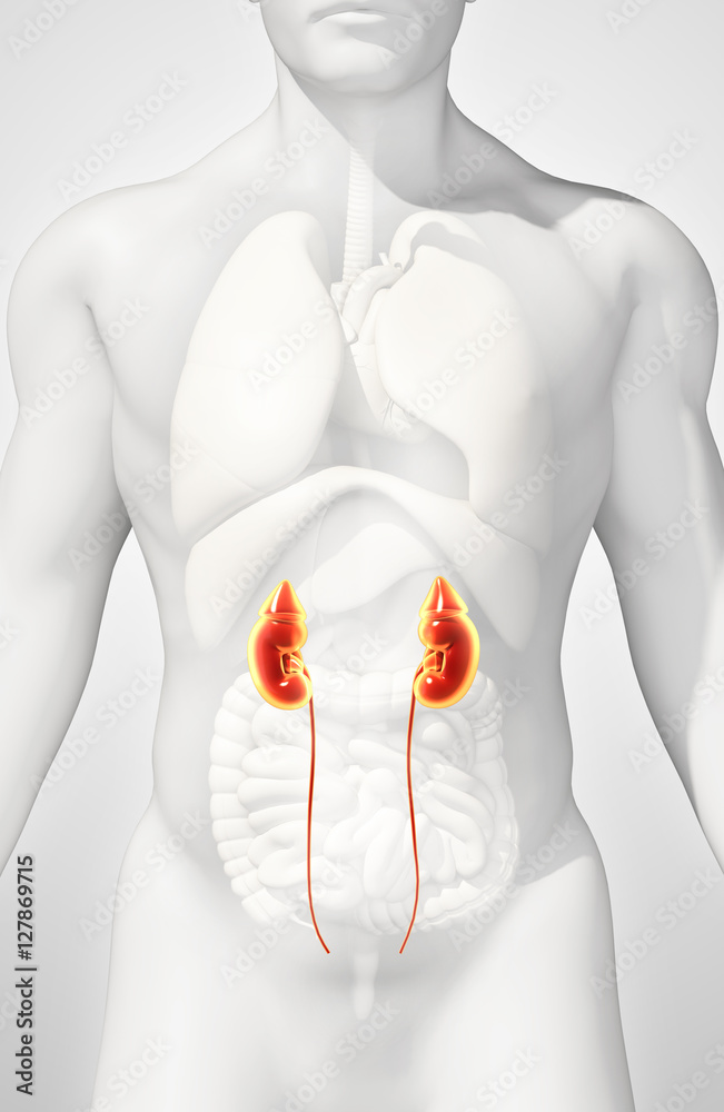 3D illustration of Urinary System, medical concept.