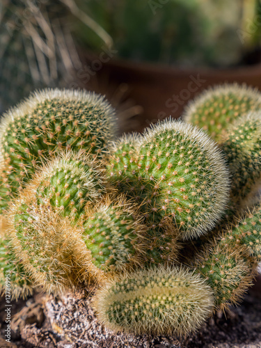 Closeup of cactus plant