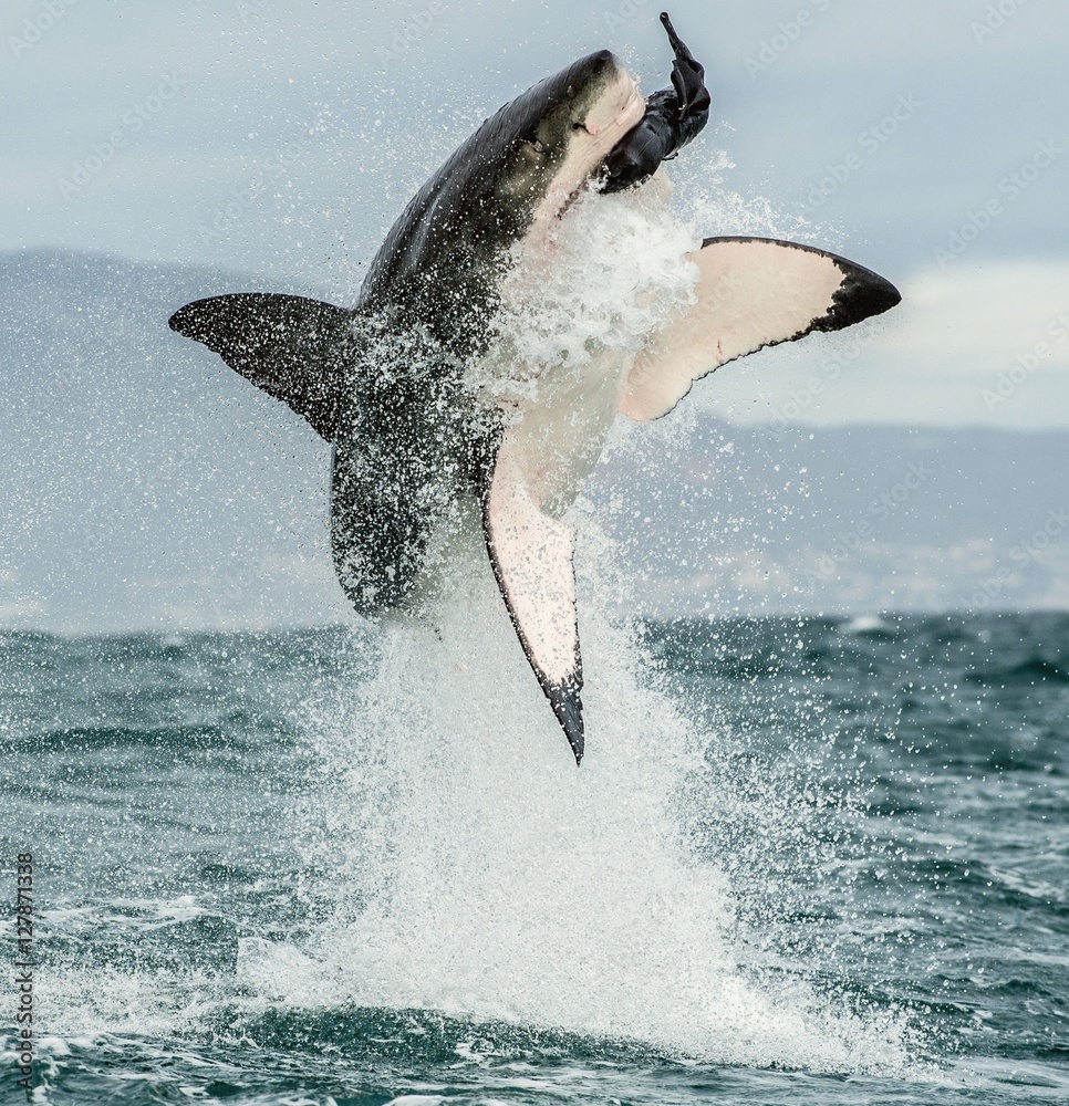 Obraz premium Great White Shark (Carcharodon carcharias) breaching in an attack. Hunting of a Great White Shark (Carcharodon carcharias). South Africa