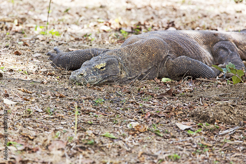 Komodo Dragon in Komodo national park