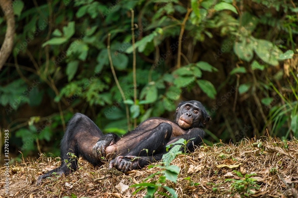 The Bonobo ( Pan paniscus) in rain forest. Natural green jungle background. Democratic Republic of Congo. Africa