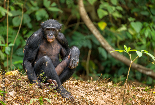 The Bonobo ( Pan paniscus) in rain forest Fototapet