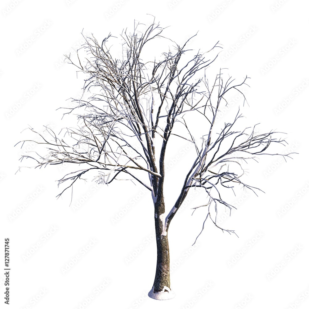 Obraz premium Winter Tree On Snow Isolated White 3D Illustration
