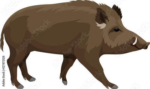 Print op canvas vector wild hog boar mascot