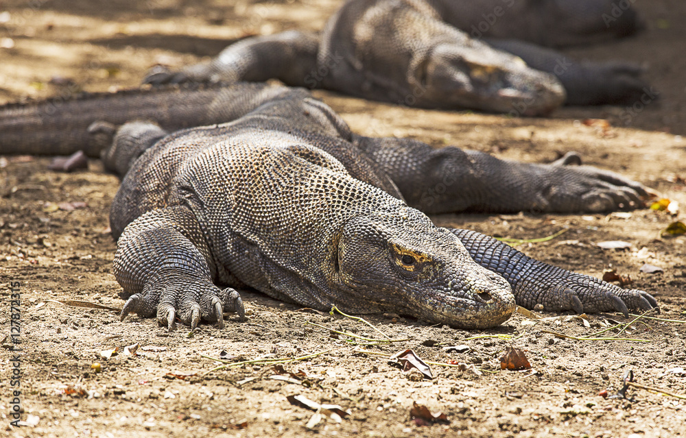 Komodo Dragon photo Komodo Dragon photo