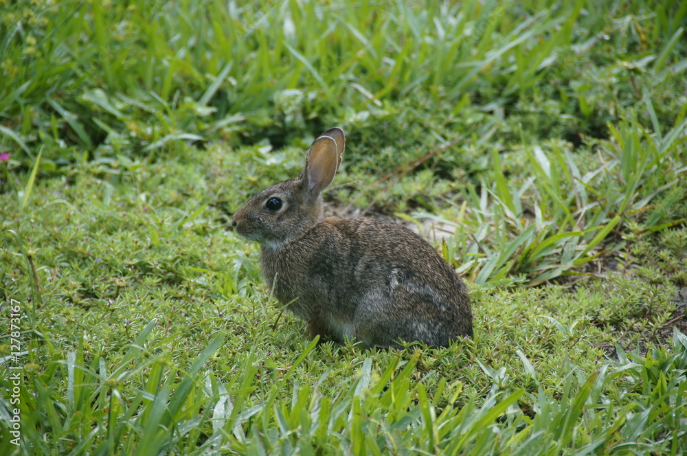 Fototapeta premium Rabbit