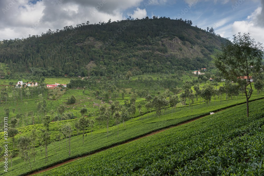 Nilgiri Hills, India - October 25, 2013: Fifty shades of green. Panorama view of tea plantation on slope with forest on horizon and a couple of houses in distance. Blue sky with white clouds. Nilgiri Hills, India - October 25, 2013: Fifty shades of green. Panorama view of tea plantation on slope with forest on horizon and a couple of houses in distance. Blue sky with white clouds.