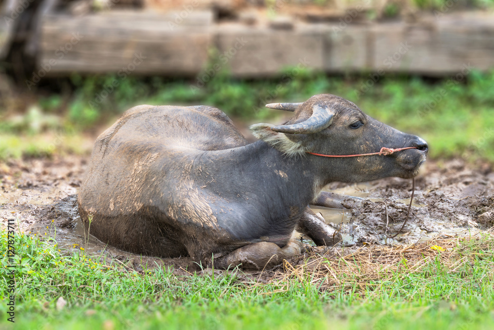 Swamp buffalo lying in the sun hot. Swamp buffalo lying in the sun hot.