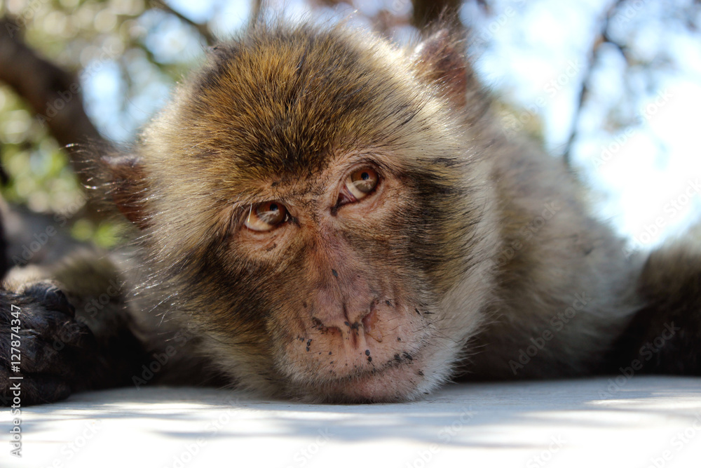 Obraz premium Macaco de Gibraltar tumbado descansando a la sombra de un árbol sobre un suelo pintado de blanco.