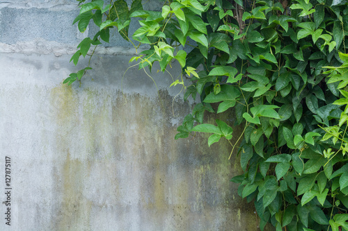 Vine Branch with leaves on wall background
