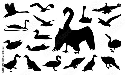Fototapeta Naklejka Na Ścianę i Meble -  Duck Swan Goose Walking Swimming Flying Silhouette Collection