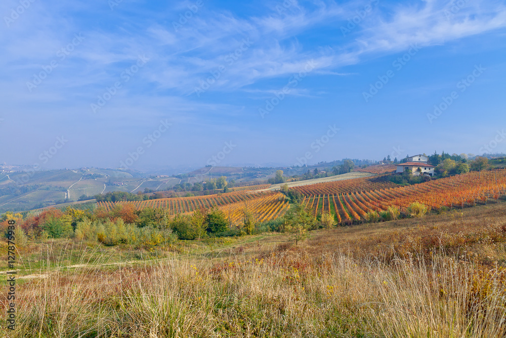 View on vineyards and small houses on the hill in Piedmont, Italy