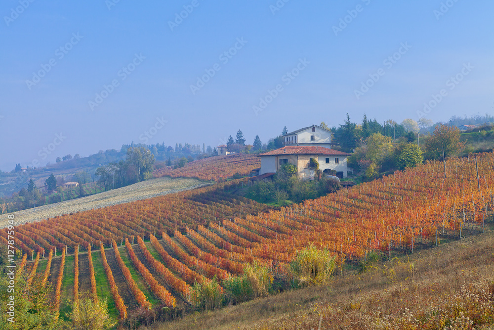 View on vineyards and small house on the hill in Piedmont, Italy