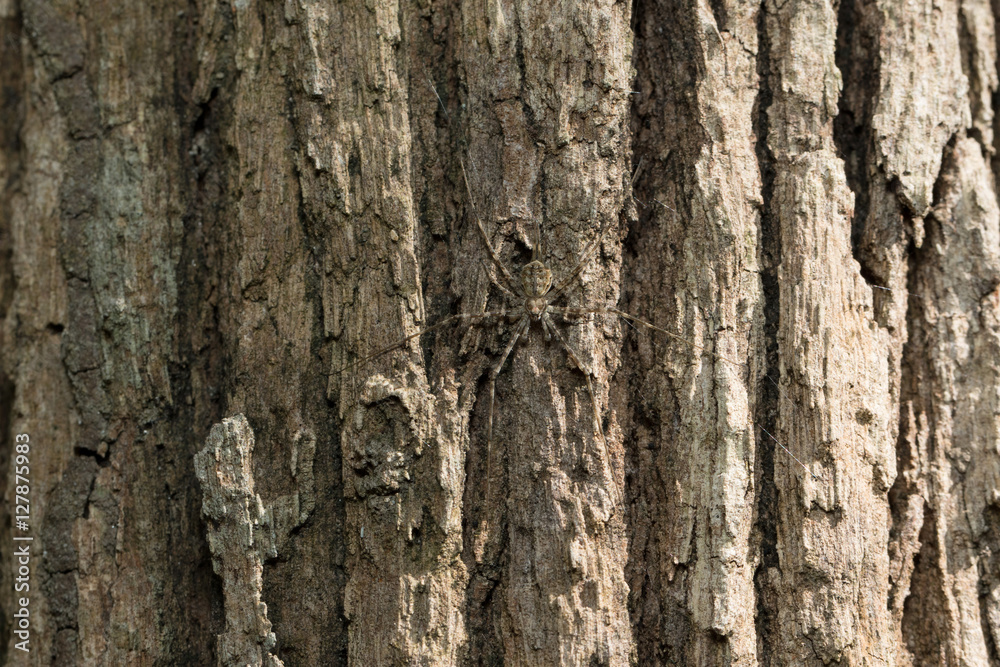 Tree Spider in Thailand and Southeast Asia.