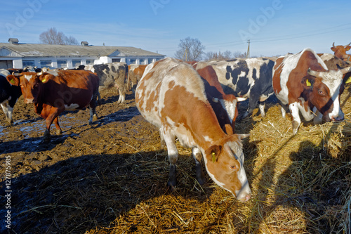 Cows grazing in a pen on a bright sunny autumn day photo