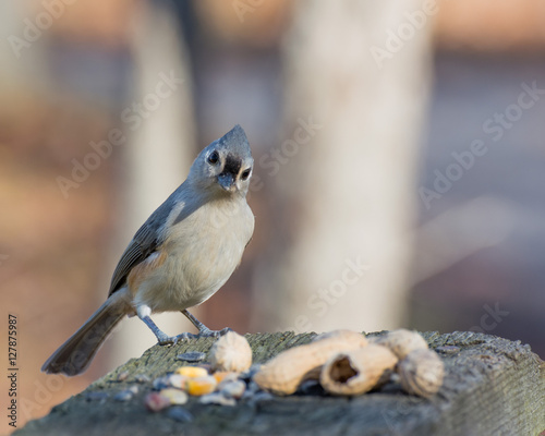 Tufted Titmouse Perched