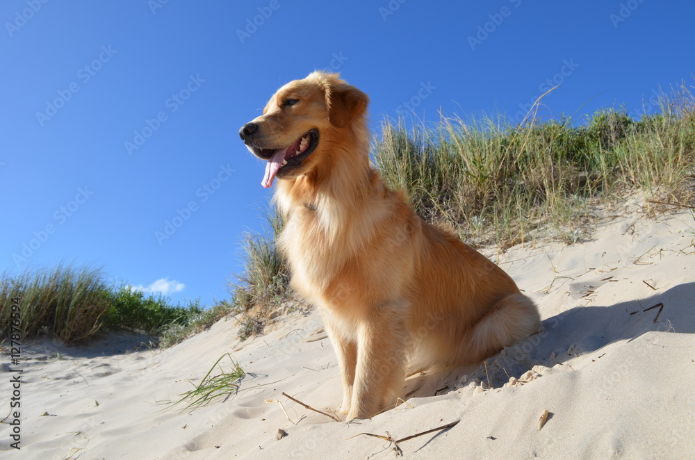 Uruguayan beach - Golden retriever dog enjoying the summer at the beach Uruguayan beach - Golden retriever dog enjoying the summer at the beach