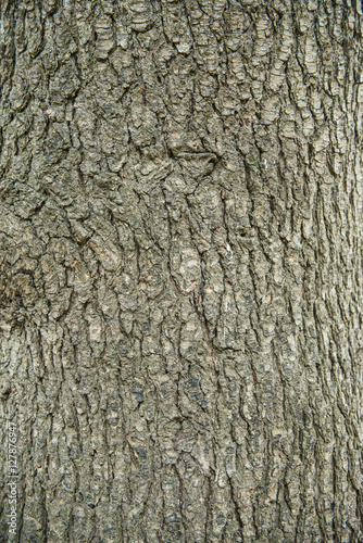 Bark of tree pine closeup