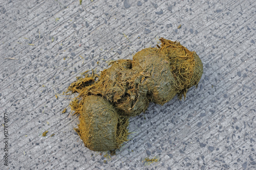 Photos fresh elephant dung excrement on ground
