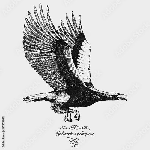 hand drawn vector realistic bird, sketch graphic style,