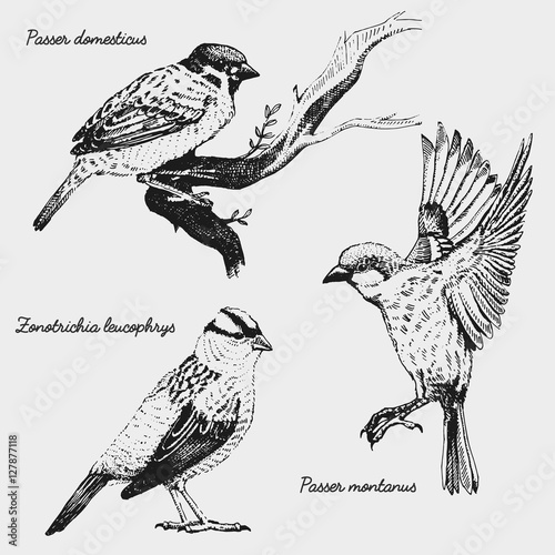 hand drawn vector realistic bird, sketch graphic style,