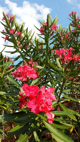 Fototapeta Naklejka Na Ścianę i Meble -  Beautiful oleander flowers on blue sky background in Florida nature