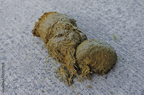 fresh elephant dung excrement on ground